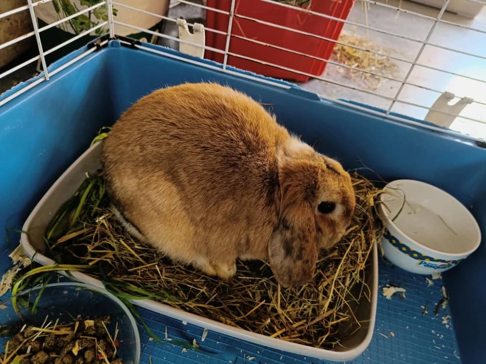 MAGNOLIA, female mixed breed for adoption at SPA Vannes, Vannes