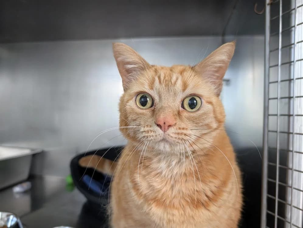 AUTOMNE, male senior Mixed Breed for adoption at SPA Vannes, Vannes