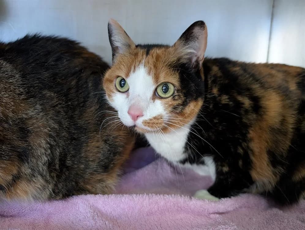 EUPHORBE, female senior Mixed Breed for adoption at SPA Vannes, Vannes