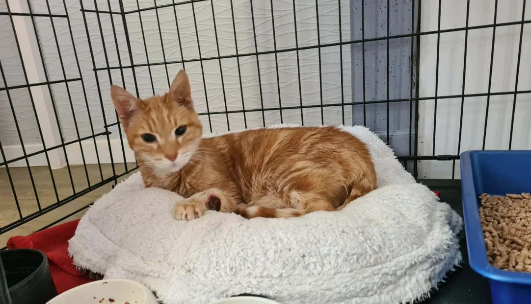 JANGO, male senior Mixed Breed for adoption at SPA Vannes, Vannes