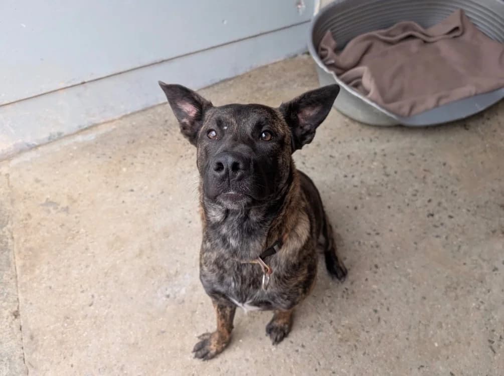 ROTY, male young Belgian Malinois for adoption at SPA Vannes, Vannes