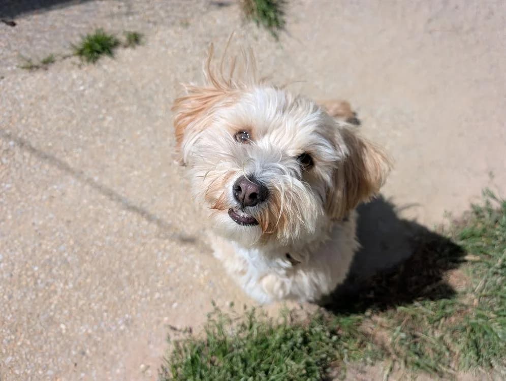 Sherlock, male 5yo Bichon Frisé for adoption at SPA Vannes, Vannes