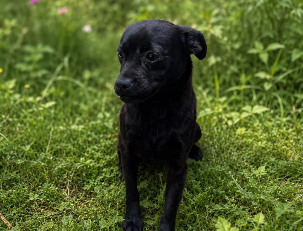 Nyx, female 3yo mixed breed for adoption at SPA Vannes, Vannes