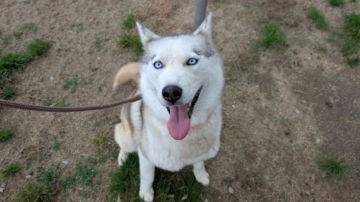 VICK, female young Husky for adoption at SPA Vannes, Vannes