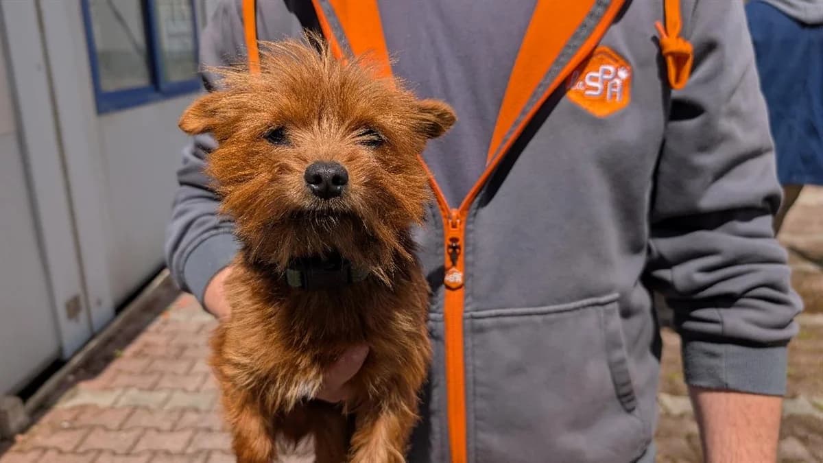 CACAHUETE, male 3yo Yorkshire Terrier for adoption at SPA Vannes, Vannes