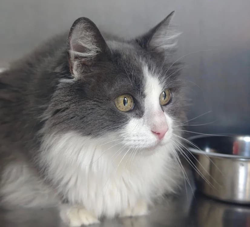 MILKA, male senior Mixed Breed for adoption at SPA Vannes, Vannes
