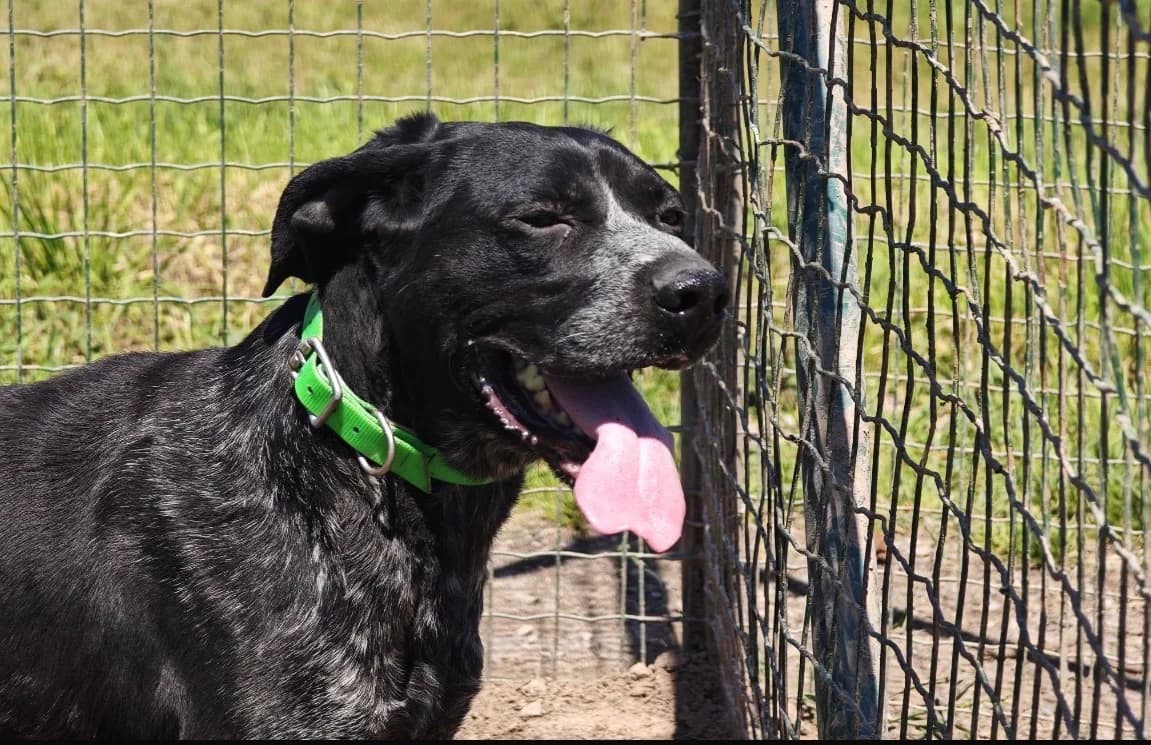 TUBI, male 3yo German Shorthaired Pointer for adoption at SPA Vannes, Vannes