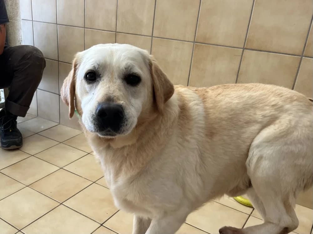 SIMON, male 4yo mixed breed for adoption at SPA Vannes, Vannes