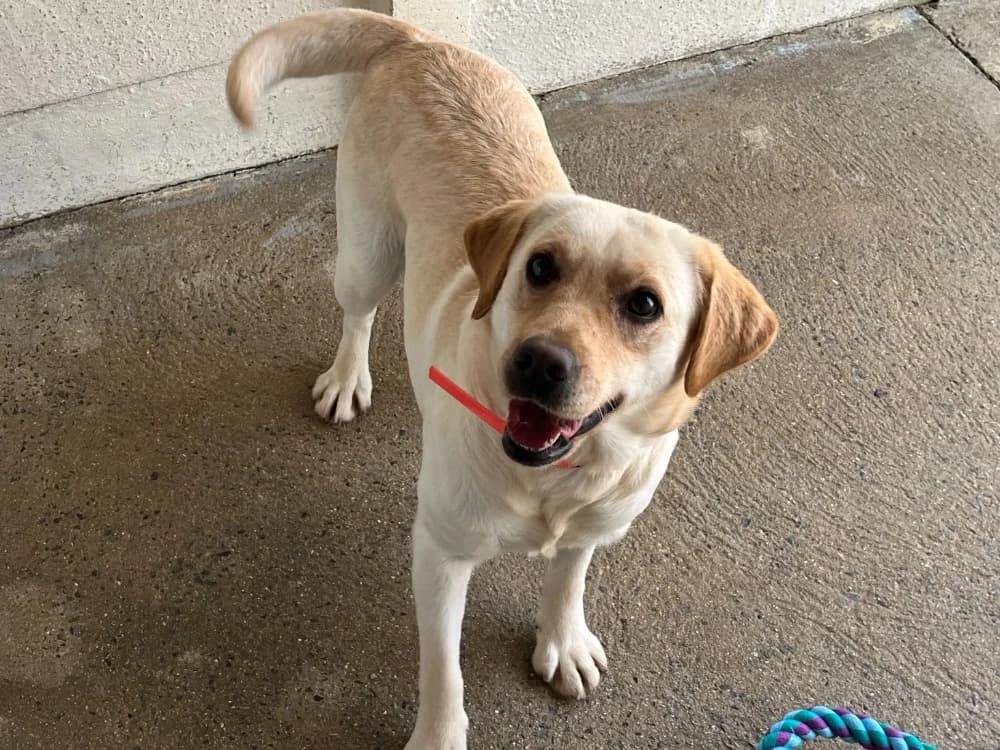 VEGAS, female young Labrador Retriever for adoption at SPA Vannes, Vannes