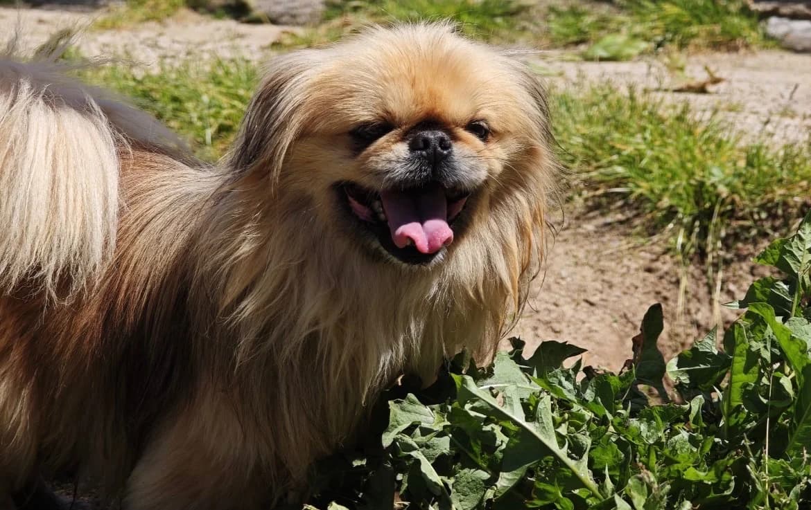 POMARD, male 7yo mixed breed for adoption at SPA Vannes, Vannes