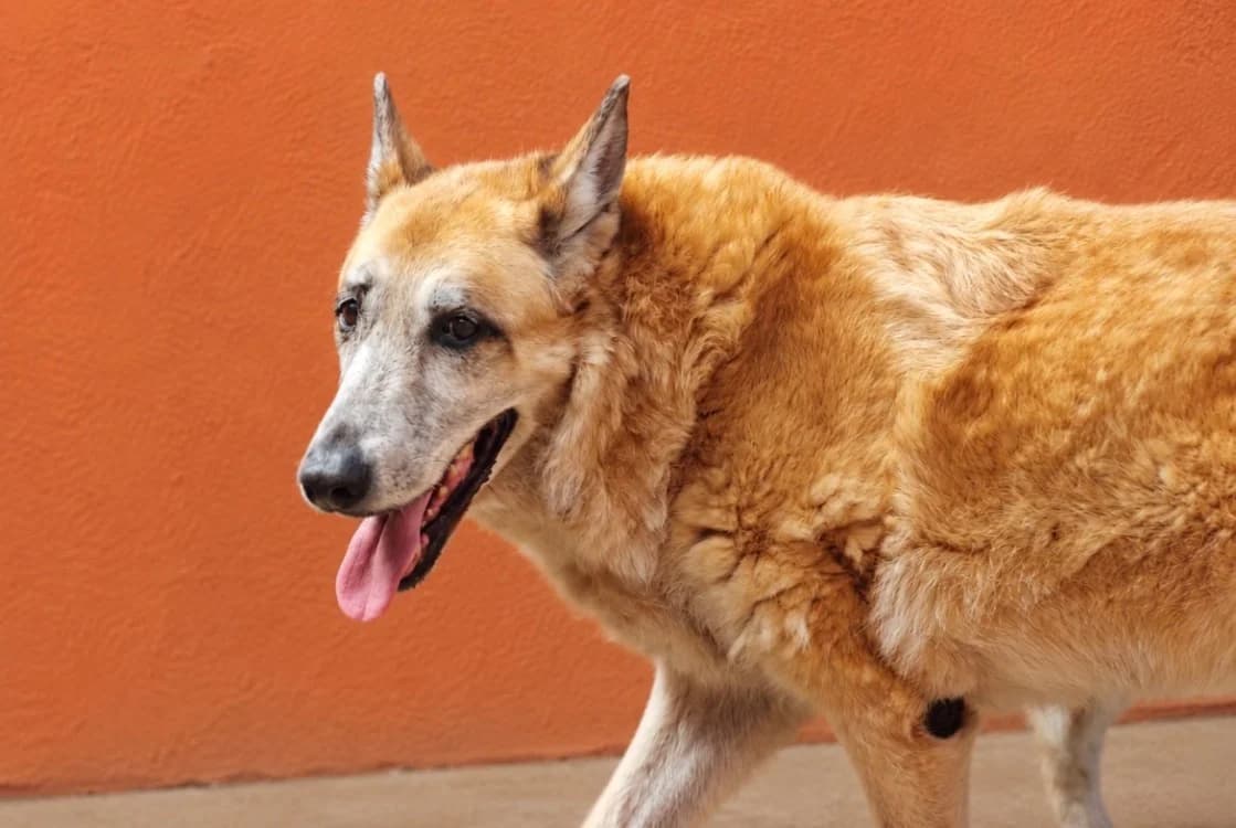 IAGO, male senior German Shepherd for adoption at SPA Vannes, Vannes