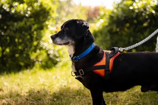 PARKER, male senior mixed breed for adoption at SPA Vannes, Vannes