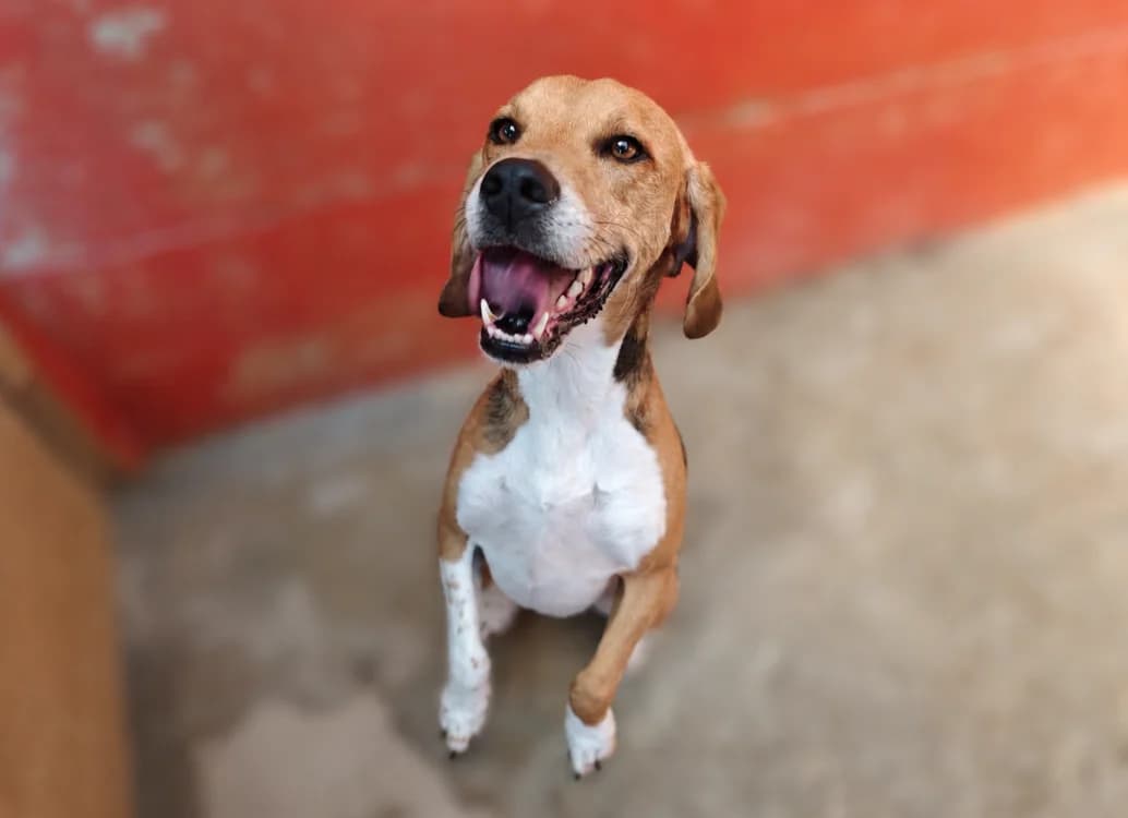 MAYKO, male 6yo Beagle for adoption at SPA Vannes, Vannes