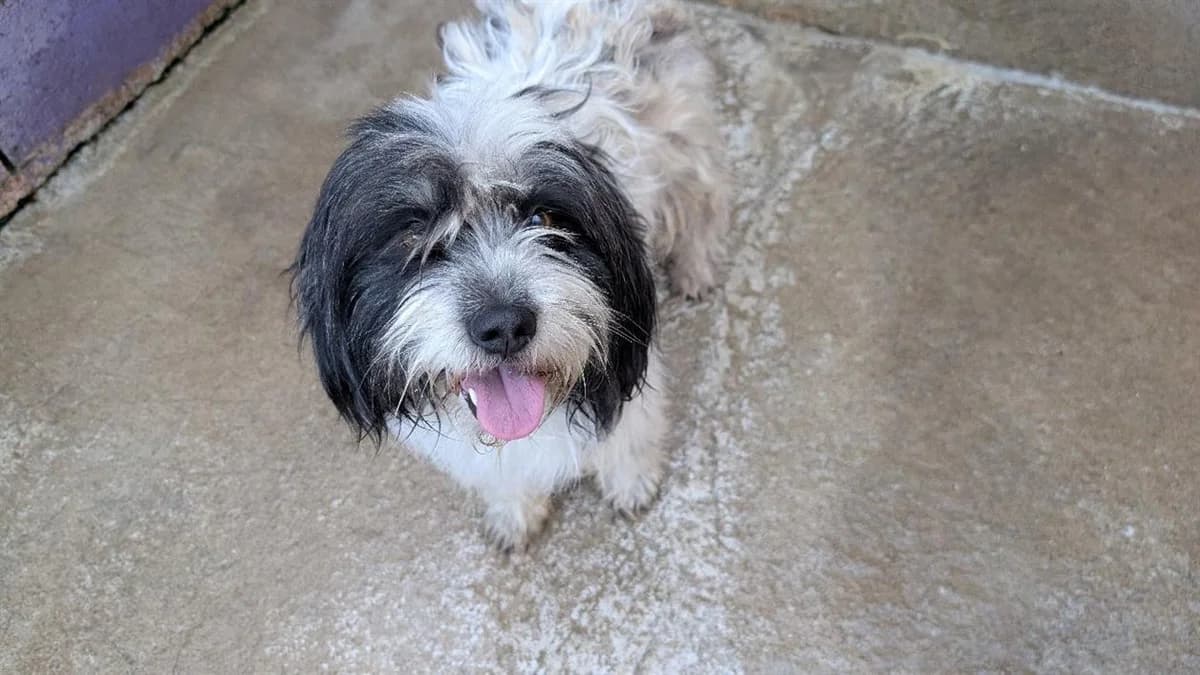 FIFI, male 5yo mixed breed for adoption at SPA Vannes, Vannes