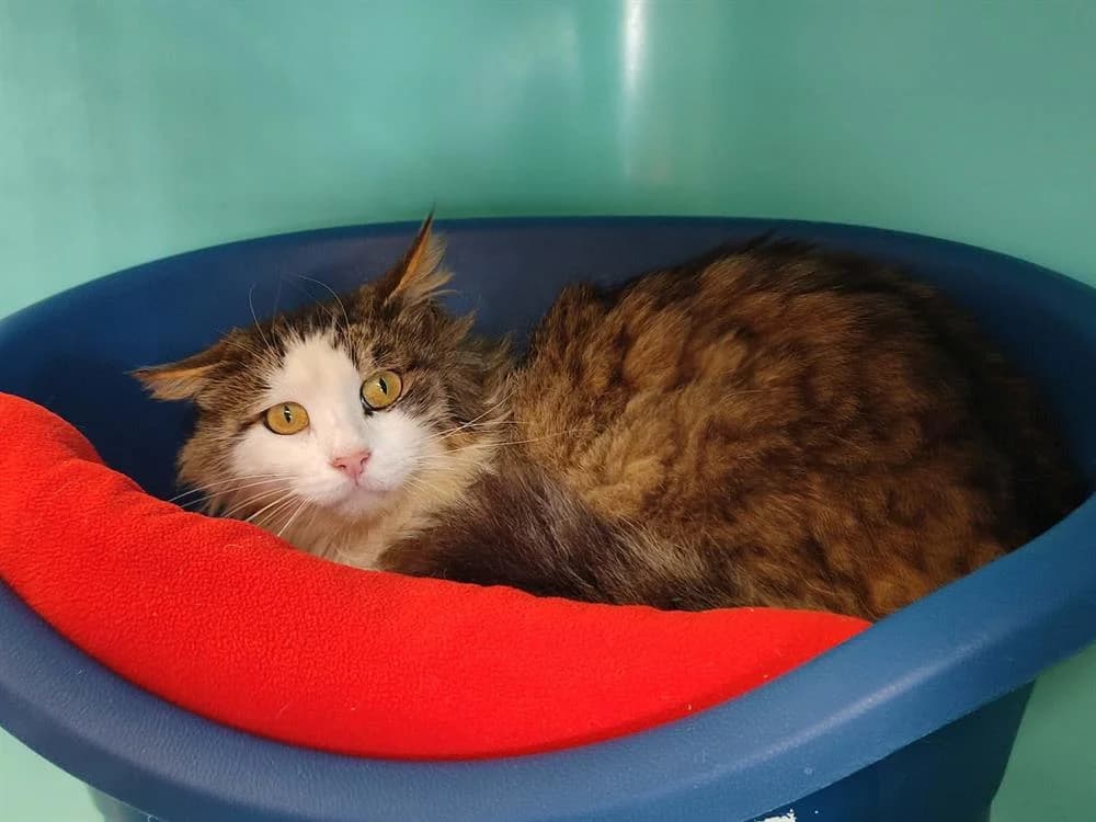 HAROUBI QCT, male 6yo Mixed Breed for adoption at SPA Vannes, Vannes