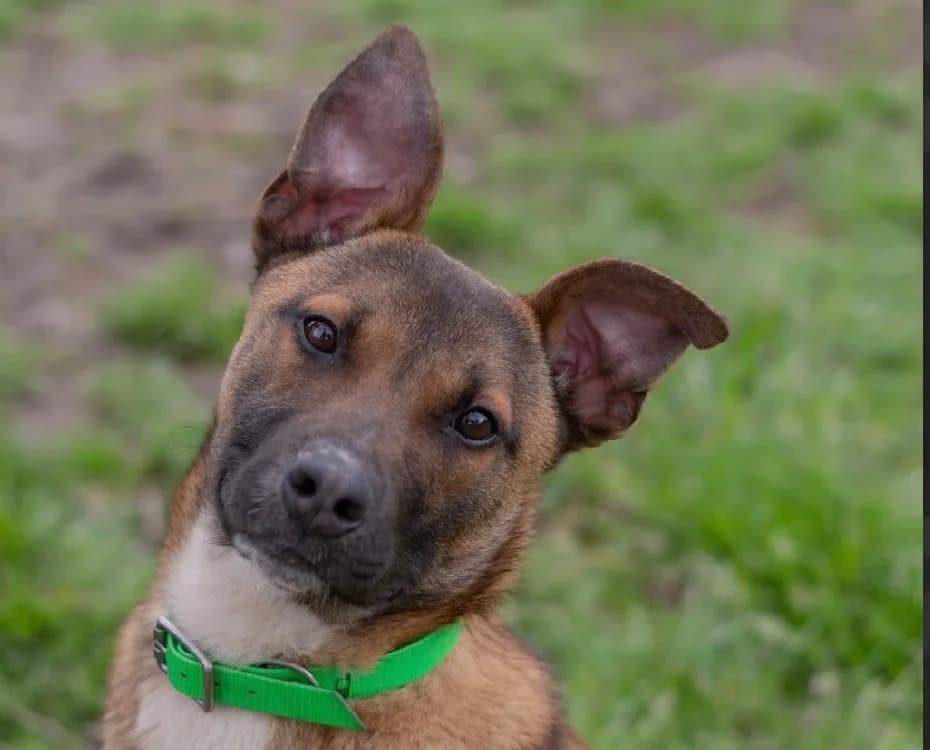 SUNNY, male young Mixed Breed for adoption at SPA Vannes, Vannes