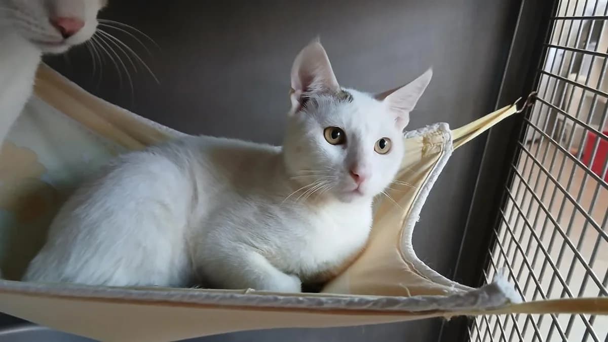 SNOWY, male Mixed Breed for adoption at SPA Vannes, Vannes