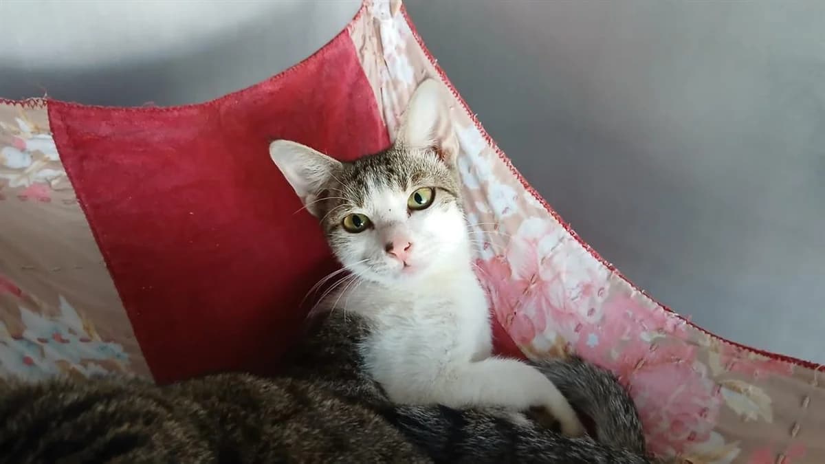 KIKI, female Mixed Breed for adoption at SPA Vannes, Vannes