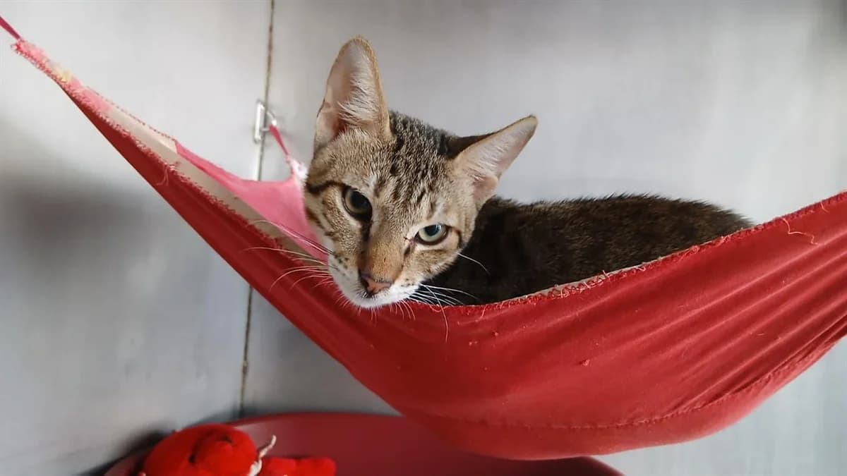 TIGGY, male puppy Mixed Breed for adoption at SPA Vannes, Vannes