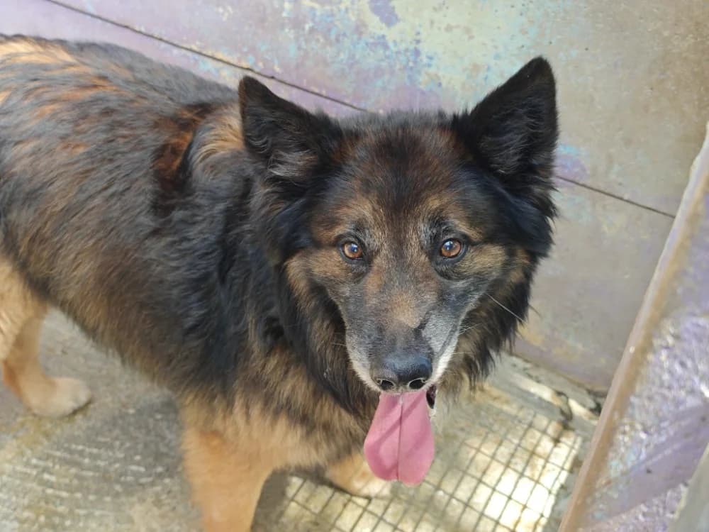 UGG, male senior Belgian Malinois for adoption at SPA Vannes, Vannes