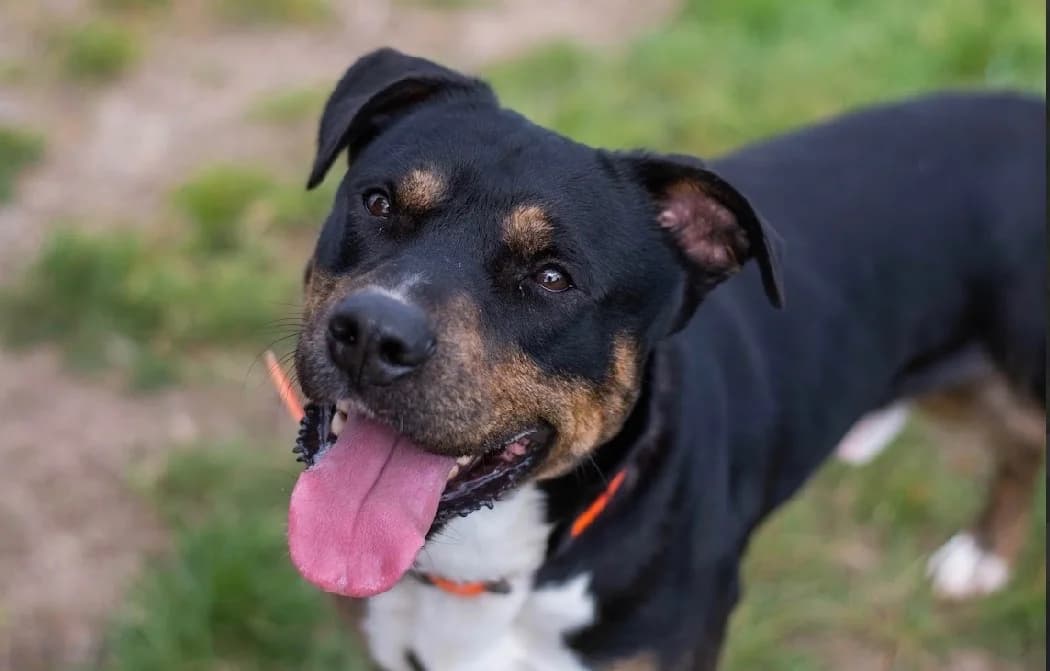 OREO, male 4yo Mixed Breed for adoption at SPA Vannes, Vannes
