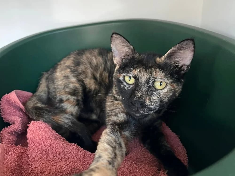 NAYA, female mixed breed for adoption at SPA Vannes, Vannes