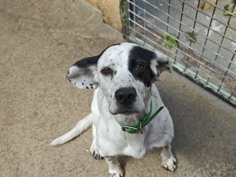 pilou, male 6yo Beagle for adoption at SPA Vannes, Vannes
