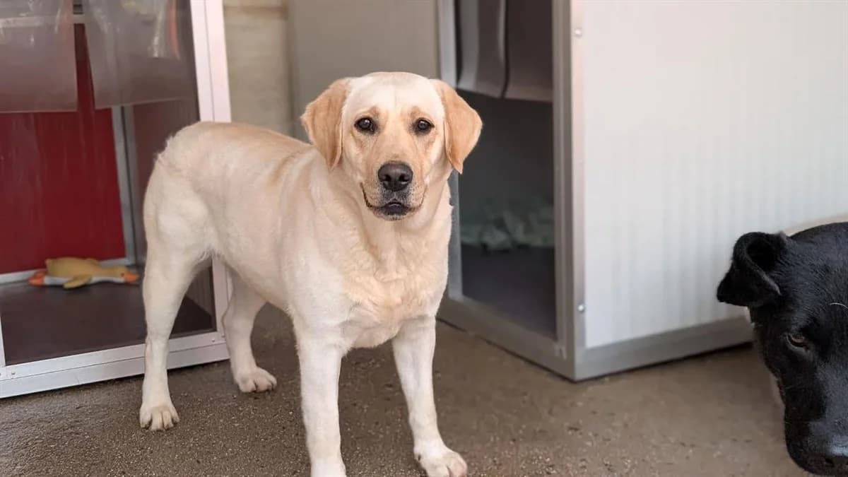 WHITE GRAFFITIE, female young Labrador Retriever for adoption at SPA Vannes, Vannes