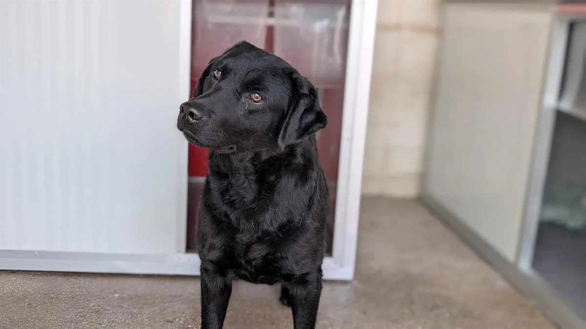 GRAPHITE, male Labrador Retriever for adoption at SPA Vannes, Vannes