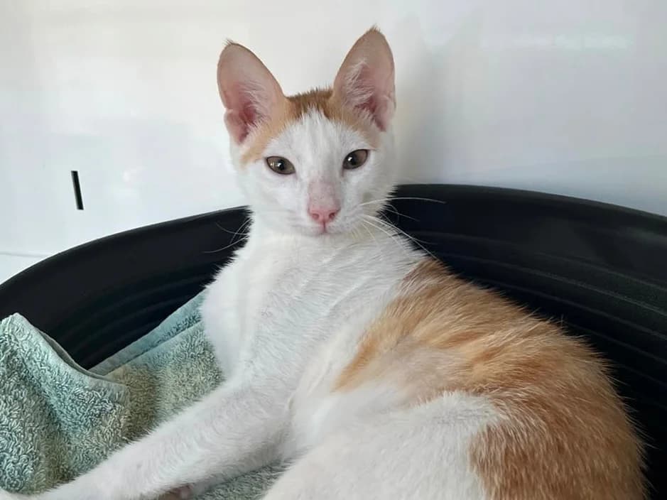 KYA, male Mixed Breed for adoption at SPA Vannes, Vannes