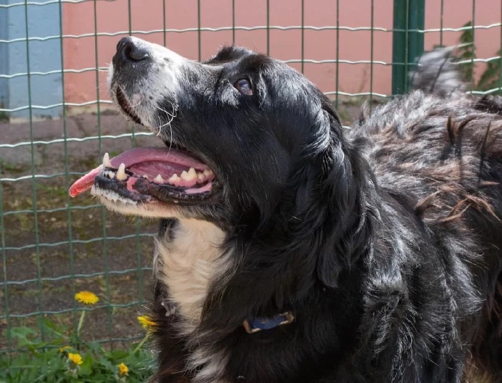 PI, female senior Bernese Mountain Dog for adoption at SPA Vannes, Vannes