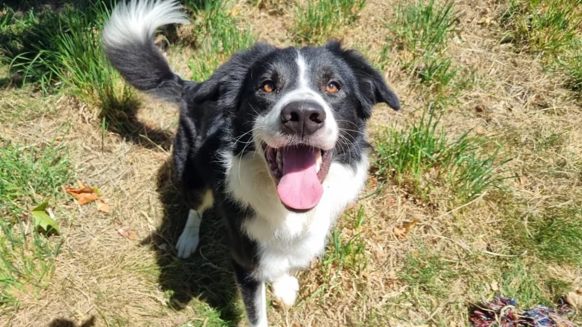 VADOR, male young Border Collie for adoption at SPA Vannes, Vannes