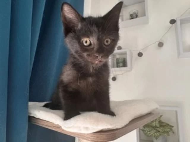 OWEN, male Mixed Breed for adoption at SPA Vannes, Vannes