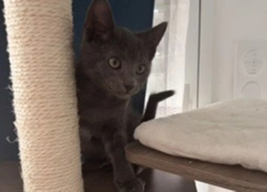 AZUL, male Mixed Breed for adoption at SPA Vannes, Vannes