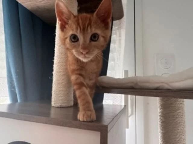 KAEL, male puppy Mixed Breed for adoption at SPA Vannes, Vannes