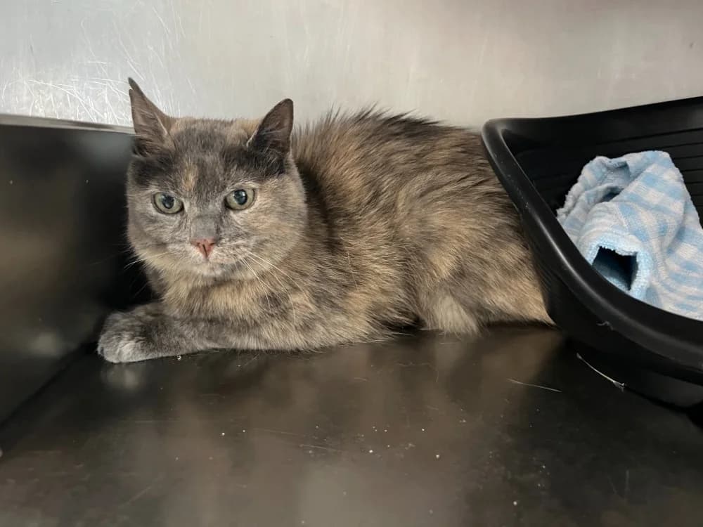 MINOUCHE, female senior Mixed Breed for adoption at SPA Vannes, Vannes