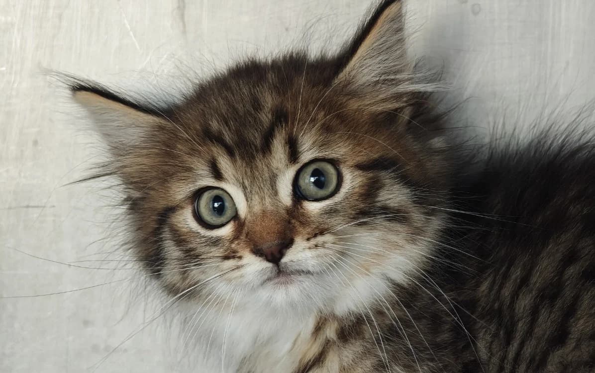 Dahlia, female mixed breed for adoption at SPA Vannes, Vannes