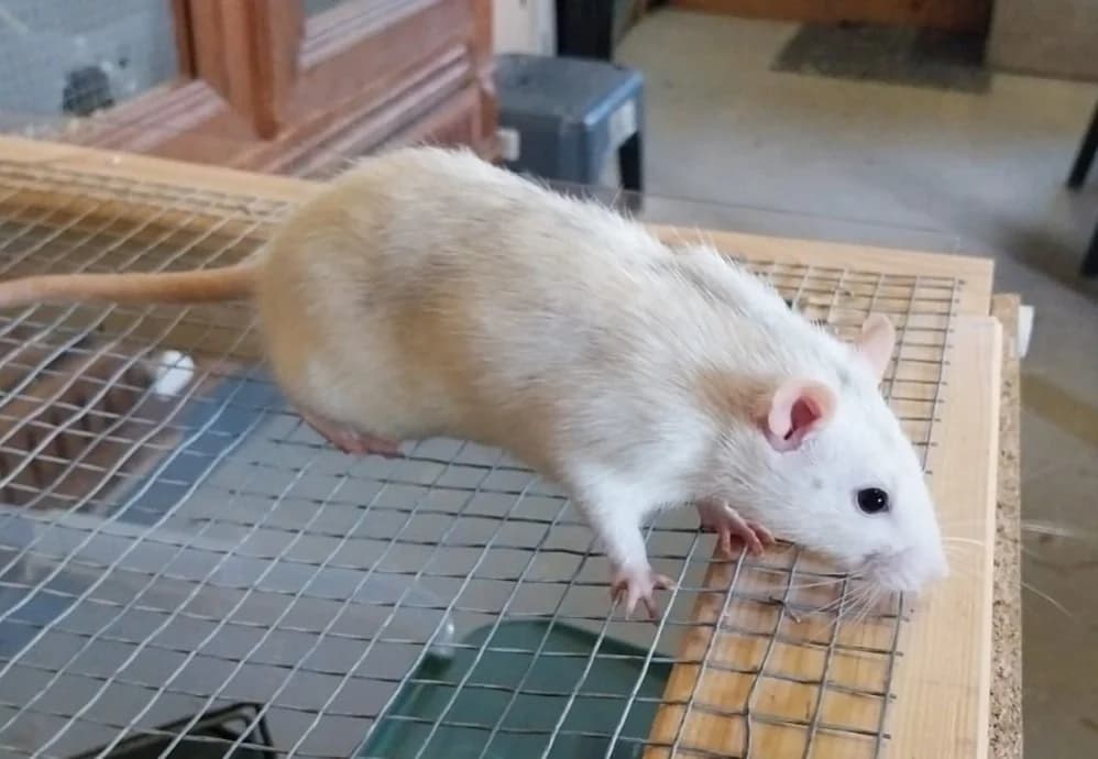 RAPIDO, male young Mixed Breed for adoption at SPA Vannes, Vannes