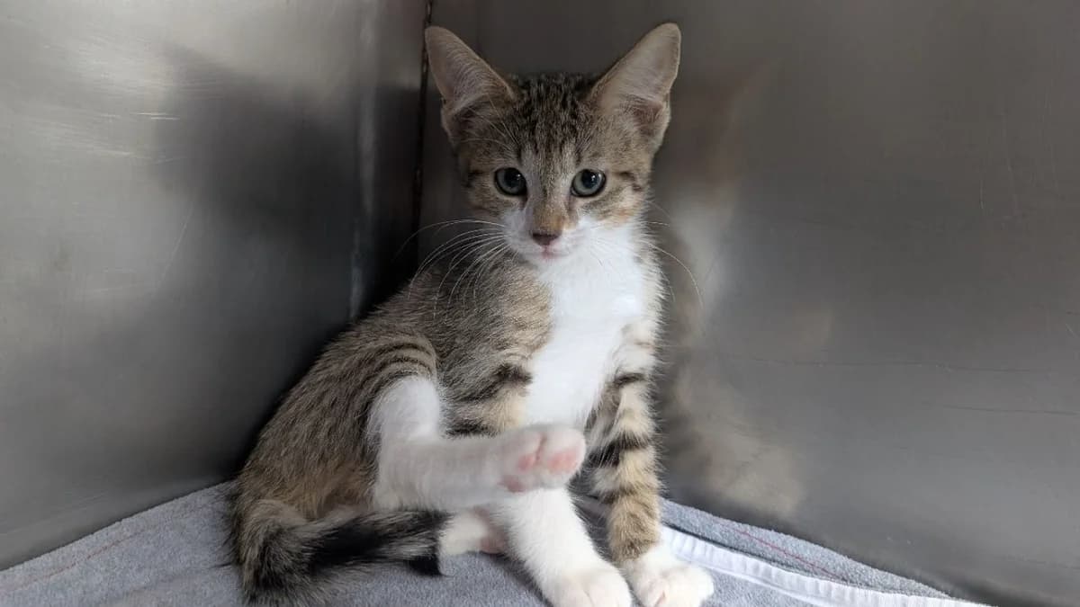 Biquette, female Mixed Breed for adoption at SPA Vannes, Vannes