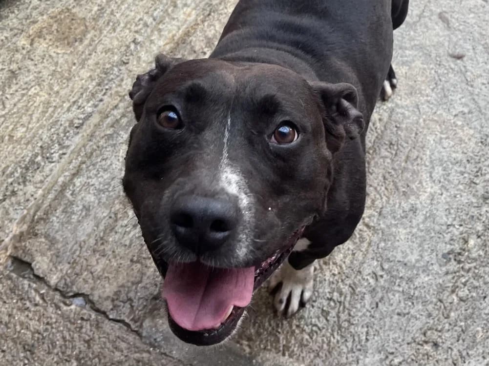 Pepito, male 7yo Mixed Breed for adoption at SPA Vannes, Vannes