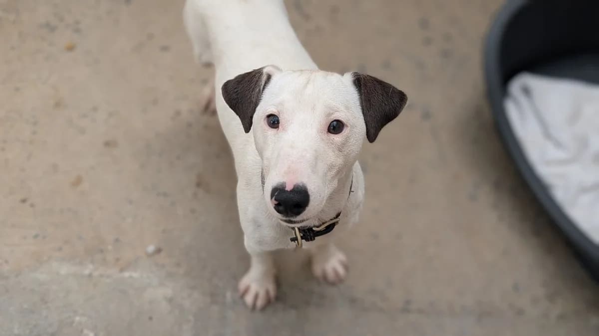 ARES, Mixed Breed (SPA Thionville)