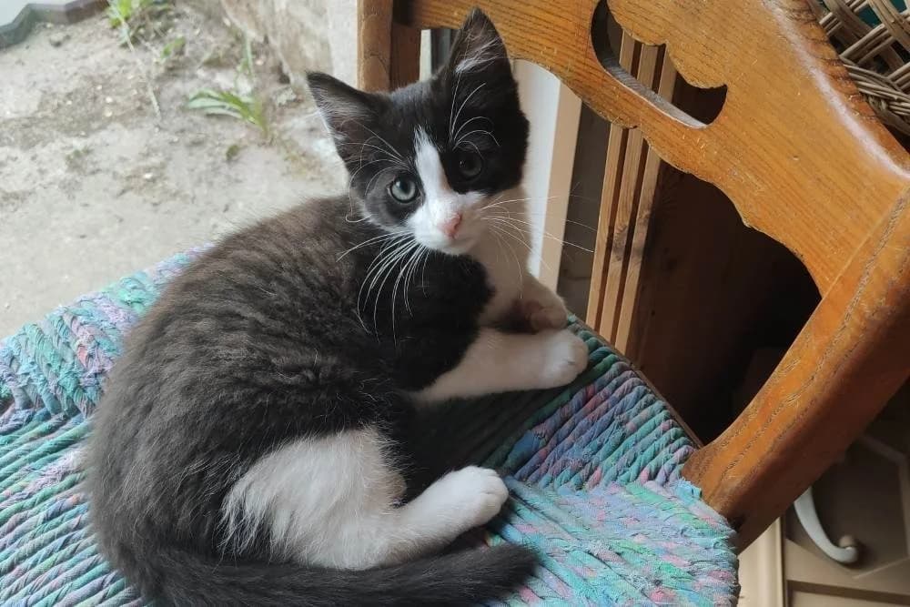 BILL, male puppy Mixed Breed for adoption at SPA Vannes, Vannes