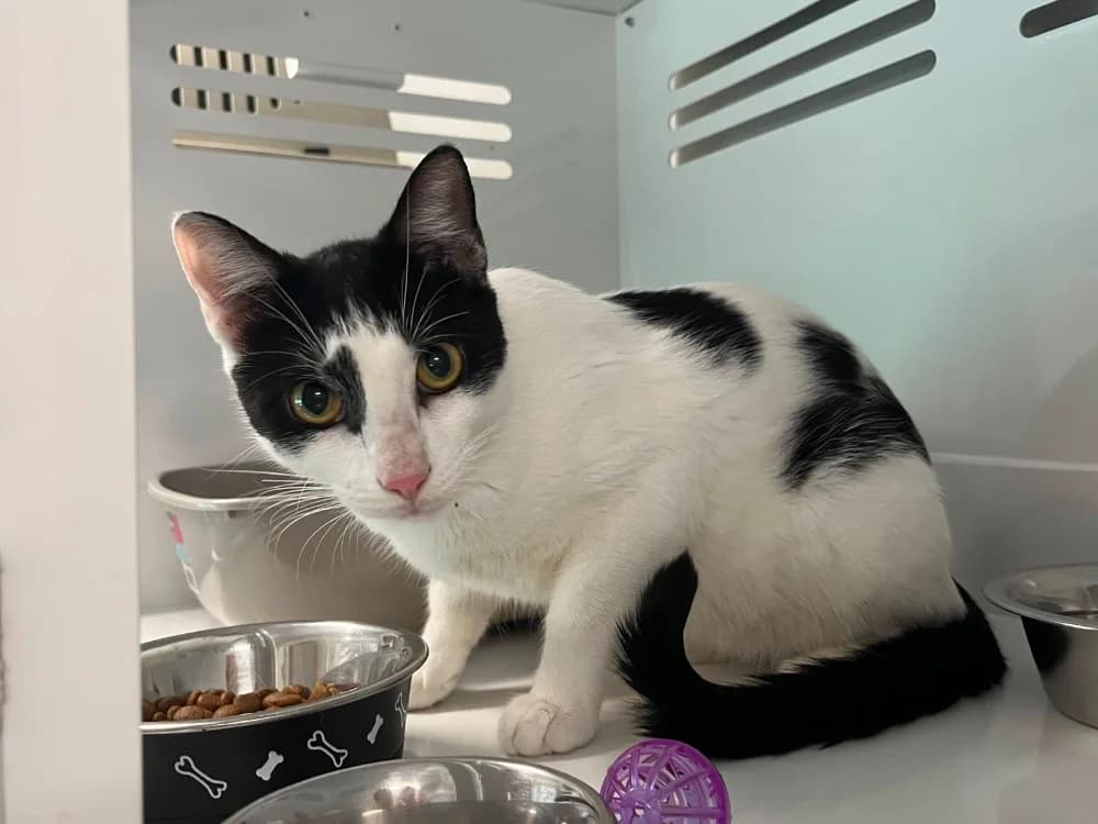 Jun, male Mixed Breed for adoption at SPA Vannes, Vannes