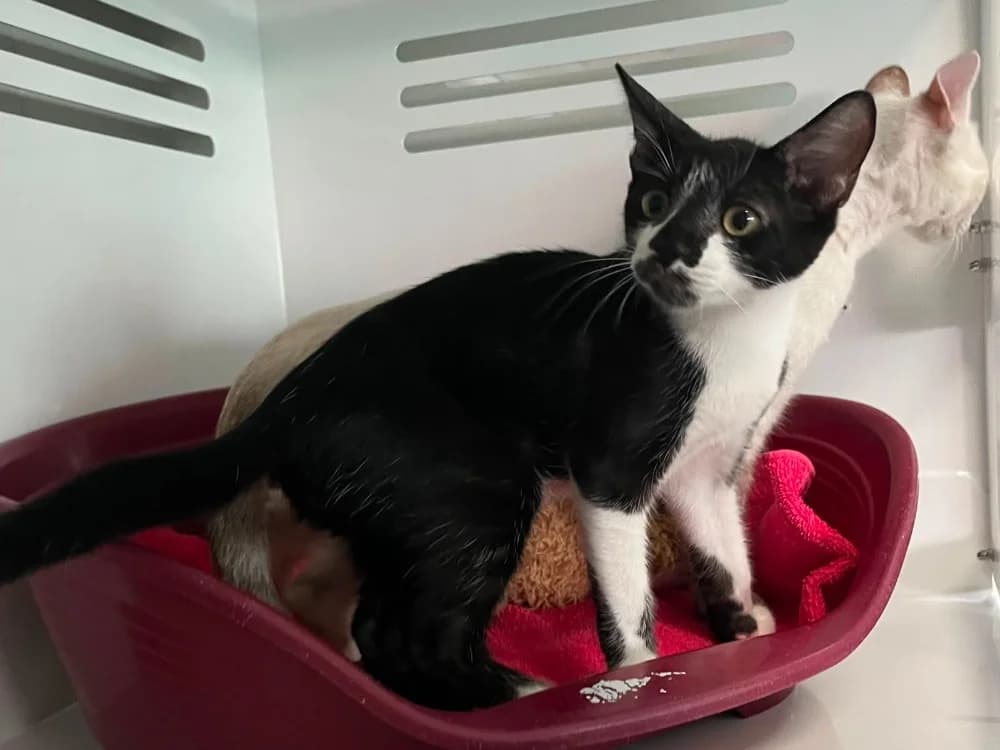 Tic, male mixed breed for adoption at SPA Vannes, Vannes