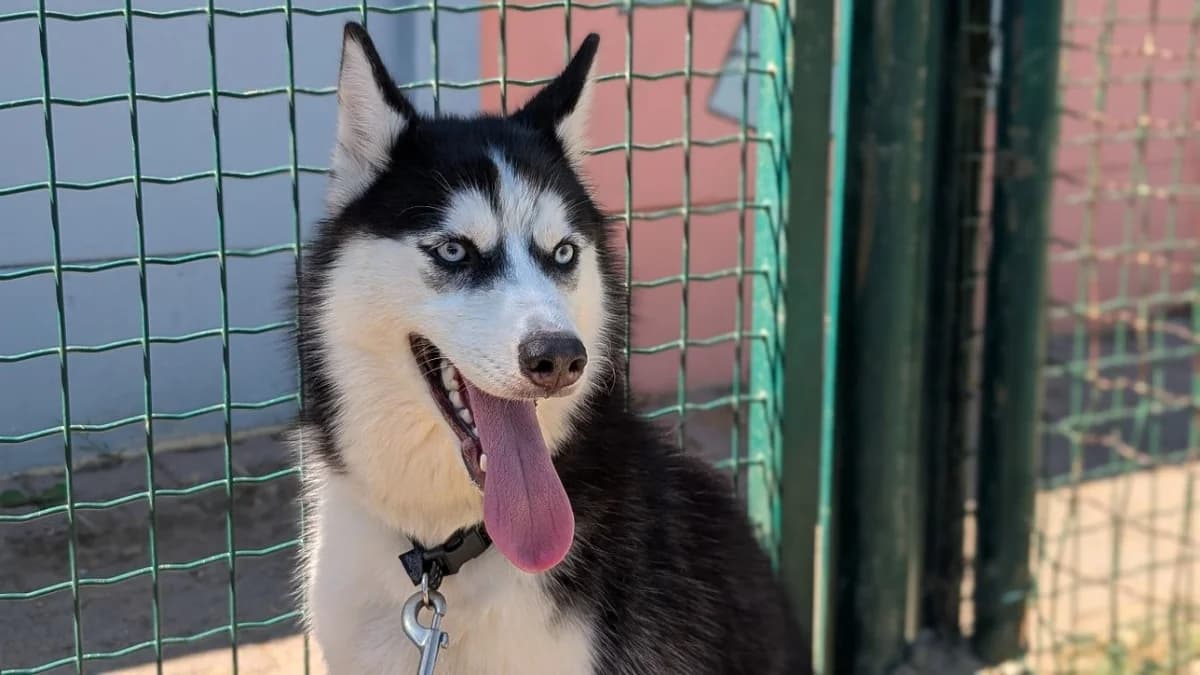 LILO, female Husky for adoption at SPA Vannes, Vannes