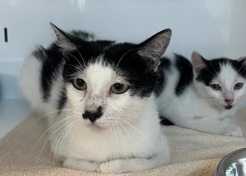 Béchamel, female 3yo Mixed Breed for adoption at SPA Vannes, Vannes