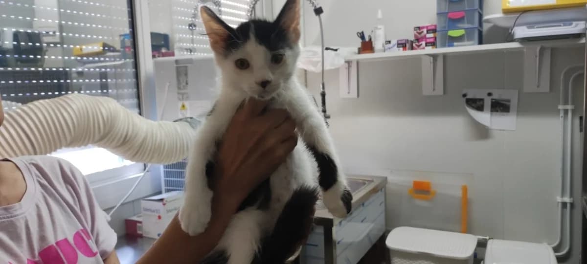 VELOURS, Mixed Breed (Maison SPA))
