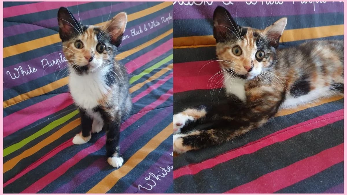 COQUILLE, male Mixed Breed for adoption at Coeur de Flandres), Hazebrouck