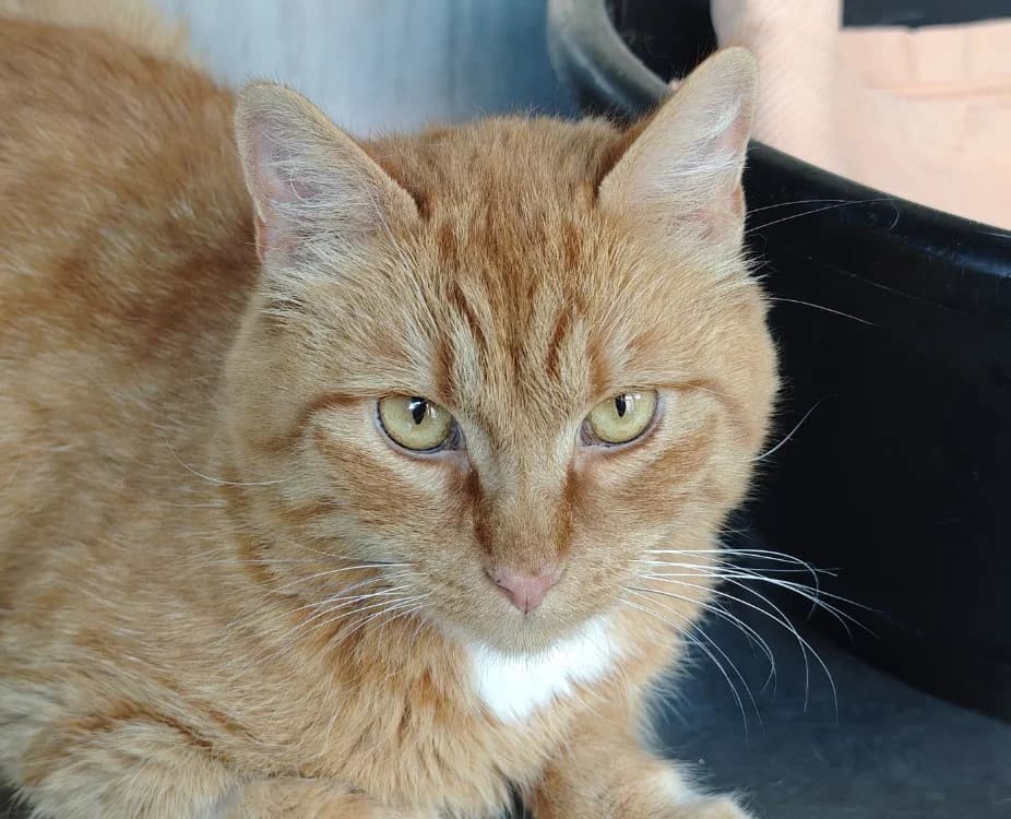 Kiff, male 4yo Mixed Breed for adoption at SPA Vannes, Vannes