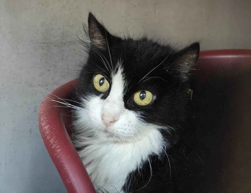 Daï Daï, female senior Mixed Breed for adoption at SPA Vannes, Vannes